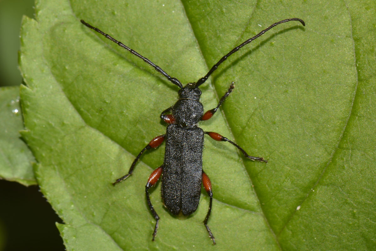 Ropalopus femoratus, Cerambycidae